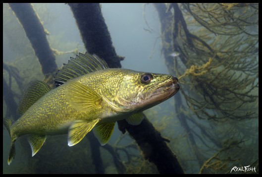 Walleye Realfish USA Inland Series